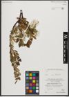 Foto von Salix waldsteiniana Willd.